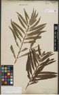 Foto von Salix purpurea L. x Salix viminalis L.